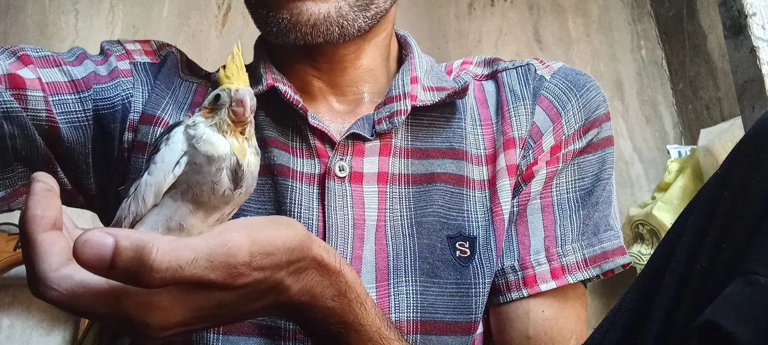 گمشده|حیوانات|میناب, |دیوار