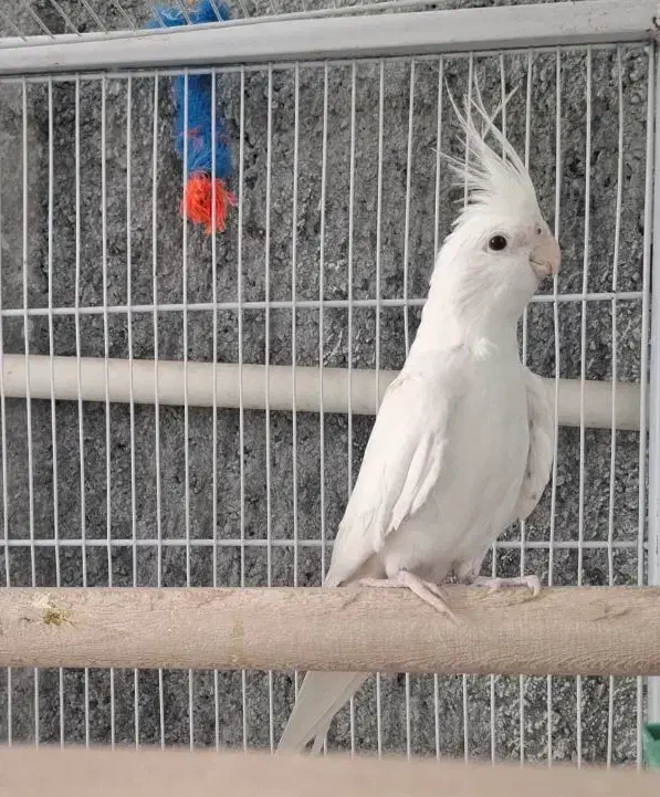 عروس هلندی لوتینو و آلبینو مولد به همراه جوجه|پرنده|فولادشهر, باغشاد|دیوار