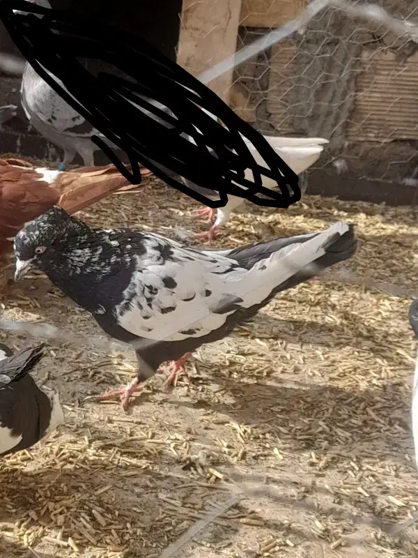 سینه سیاه نر|پرنده|جوین, |دیوار