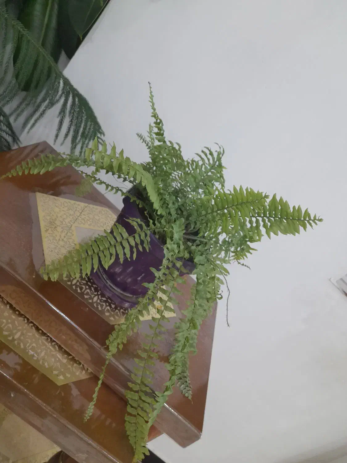 گل طبیعی|گل و گیاه طبیعی|دیواندره, |دیوار