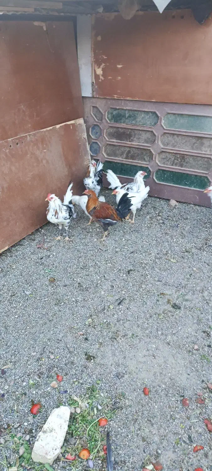 خروس گلین جوان|حیوانات مزرعه|اصفهان, پوریای ولی|دیوار