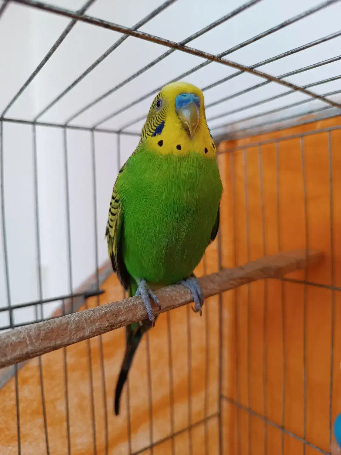 مرغ عشق نر مست و سرحال|پرنده|رشت, پل تالشان|دیوار