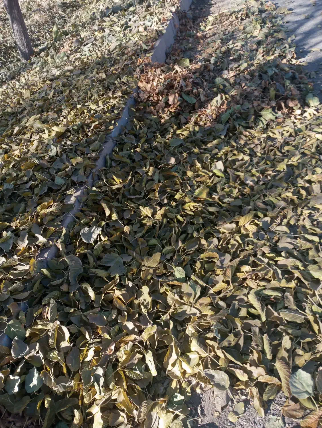 برگ درخت توت تمیزخشکه|لوازم جانبی حیوانات|نیشابور, ریوند|دیوار