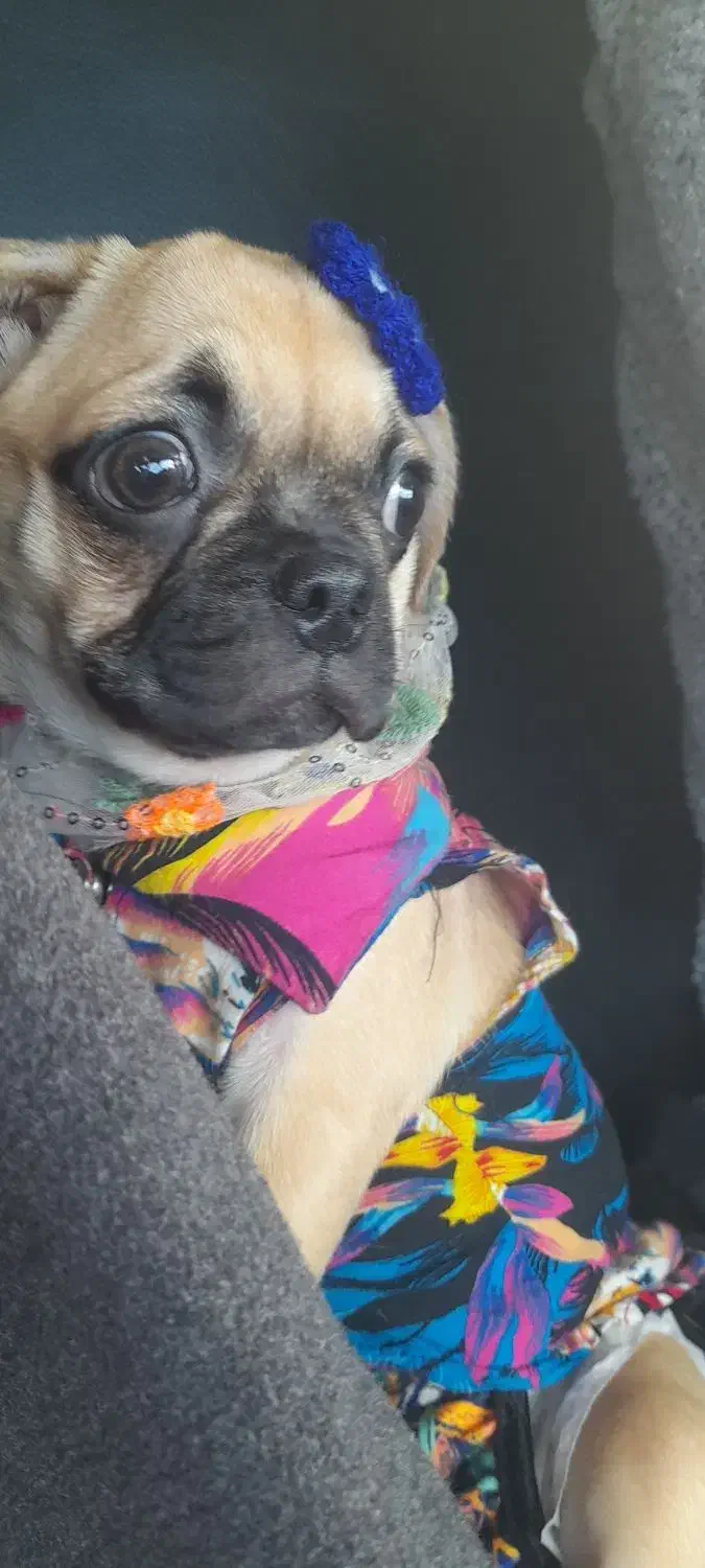 سگ پاگ ۶ ماهه|سگ|قائم‌شهر, |دیوار