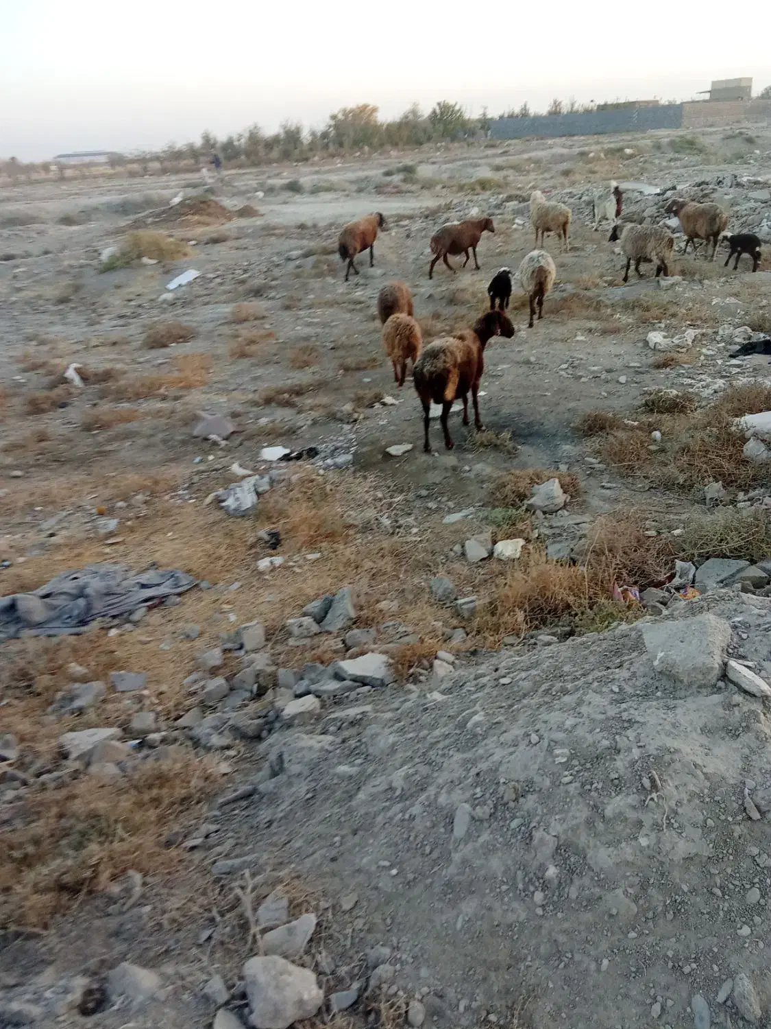 میش زایده ابستن|حیوانات مزرعه|گلبهار, نوبهار|دیوار