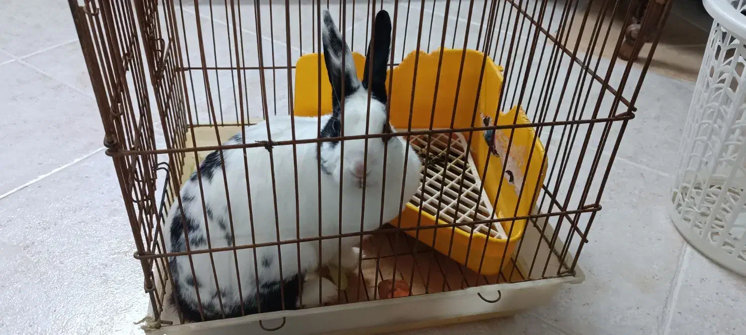 واگذاری خرگوش|موش و خرگوش|قم, پردیسان|دیوار