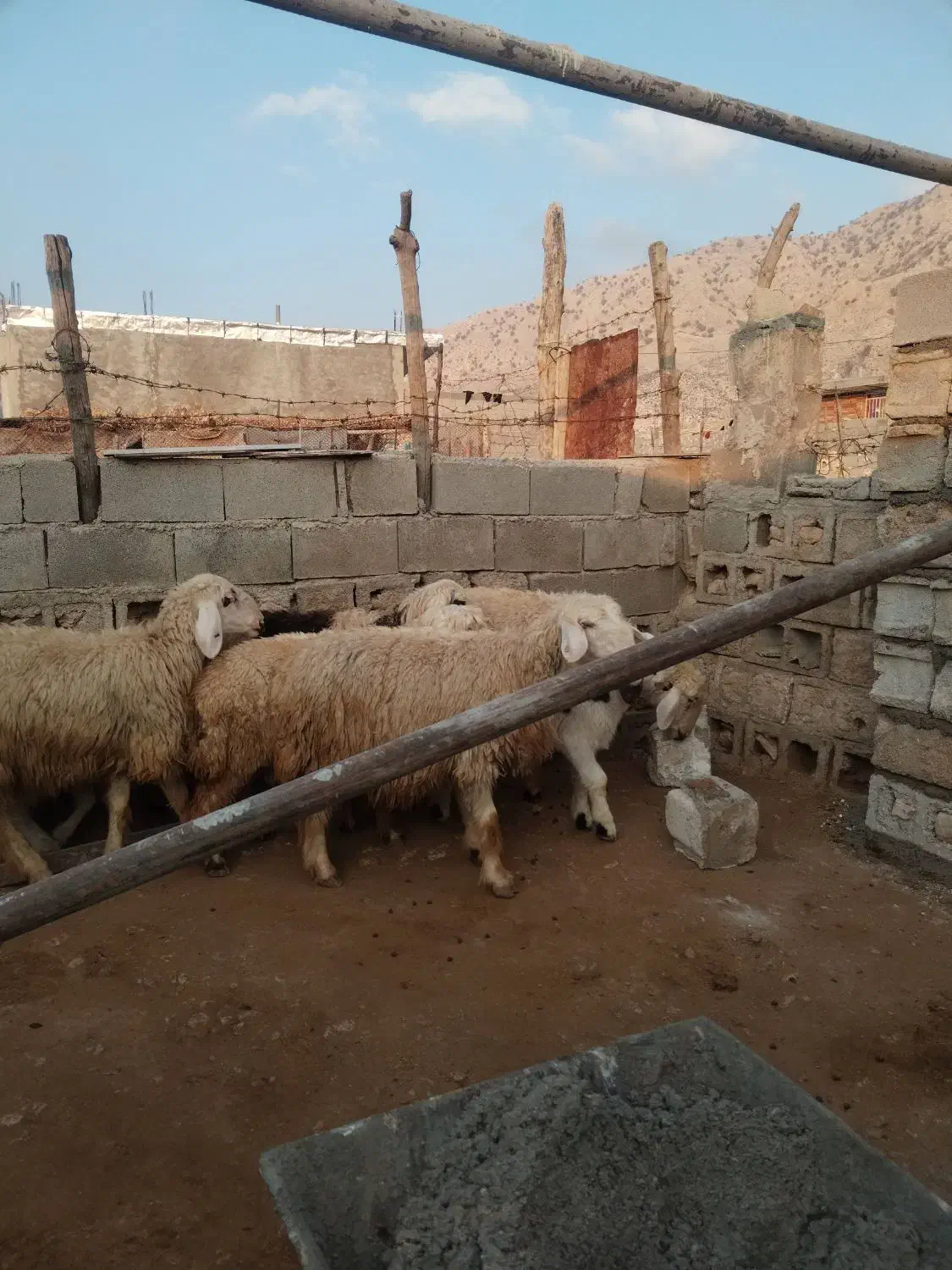 میش|حیوانات مزرعه|باغ ملک, |دیوار