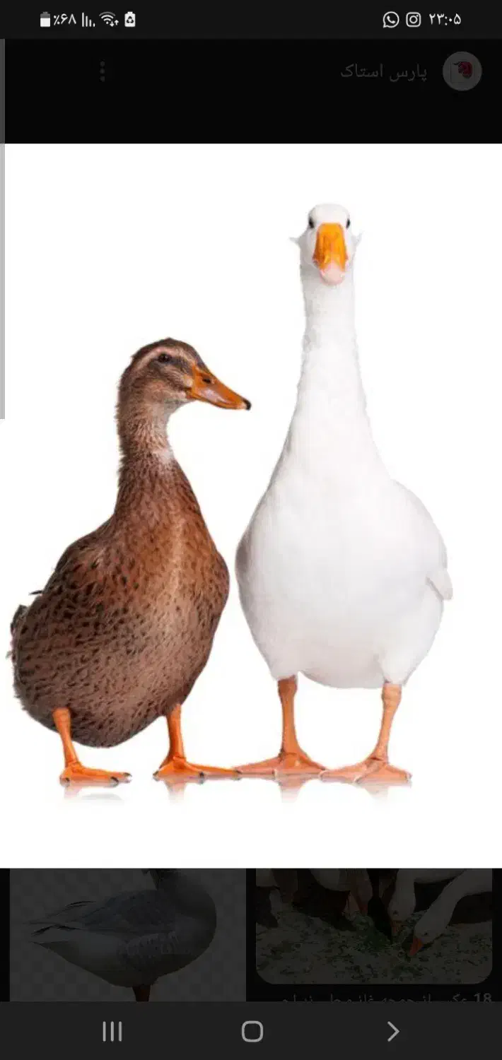 مرغ و خروس|حیوانات مزرعه|نوشهر, |دیوار