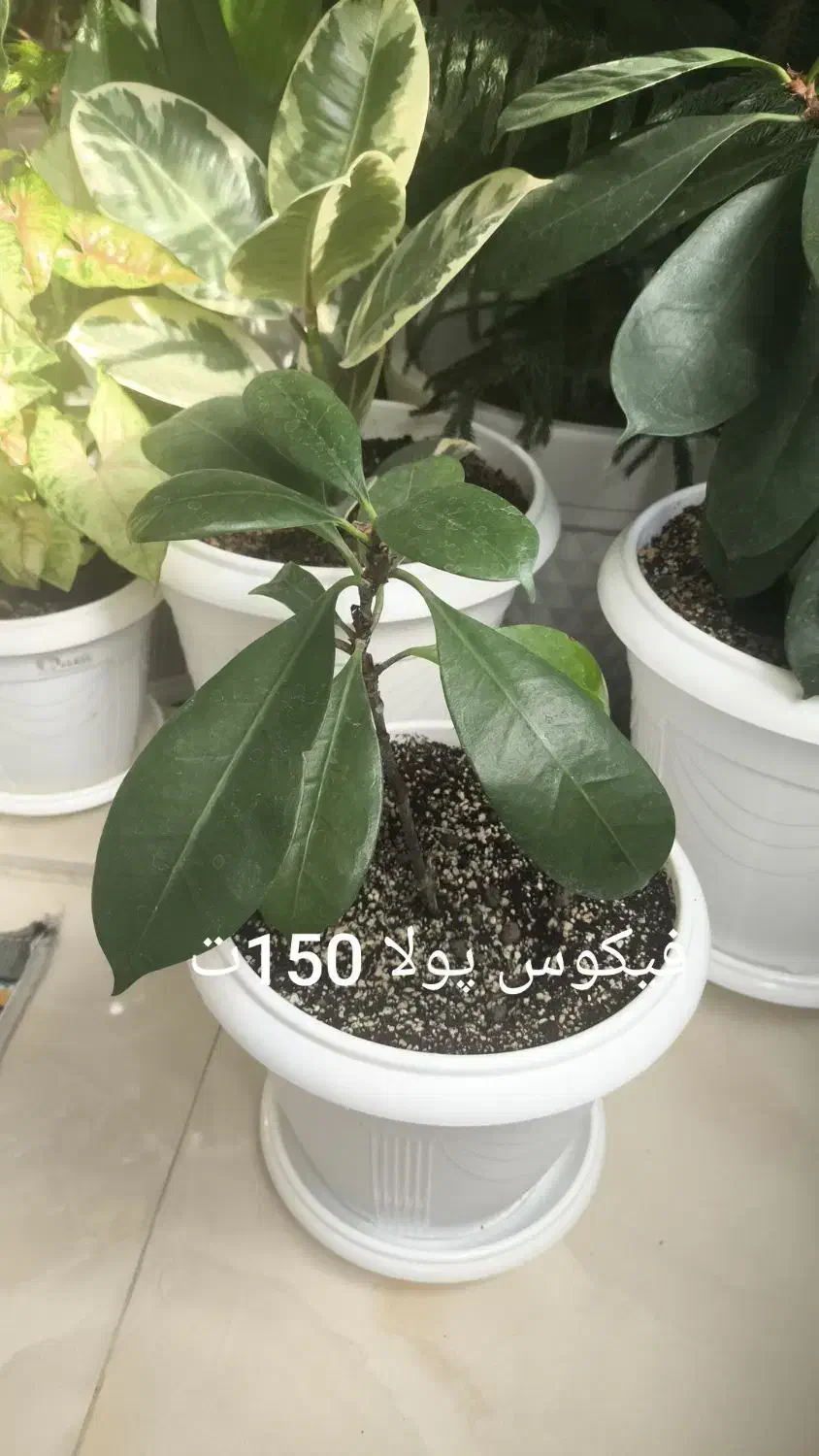 گلهای طبیعی|گل و گیاه طبیعی|مرند, |دیوار