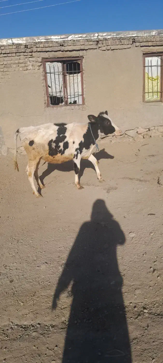 گوساله هلشتاین|حیوانات مزرعه|صحنه, |دیوار