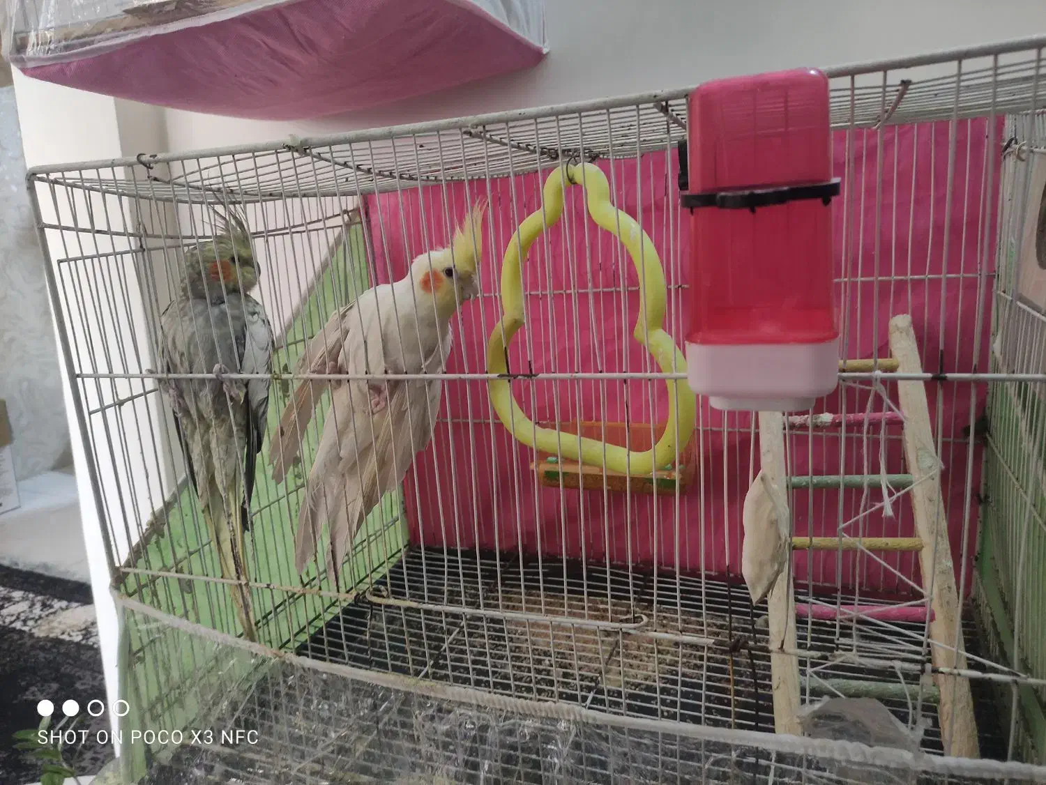 یک جفت عروس هلندی نرو ماده جوان تخم گذاشتن|پرنده|مشهد, هدایت|دیوار