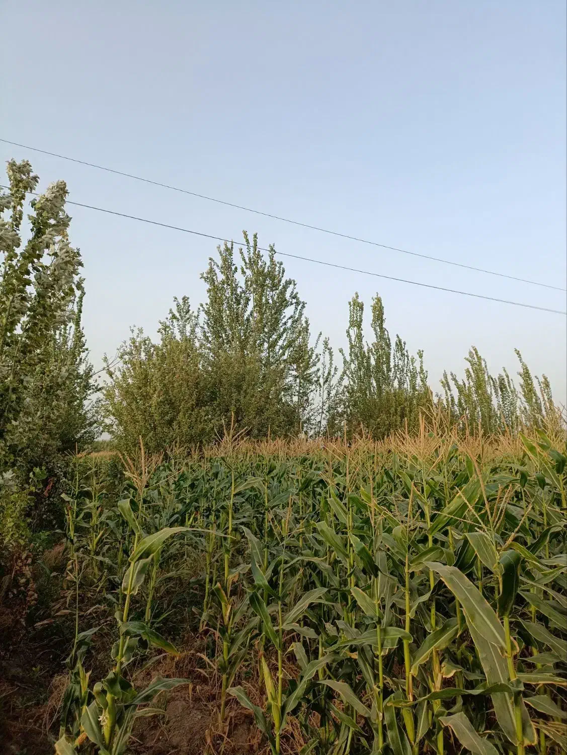 در نزدیک ترین نقطه به شهر باغ|فروش دفتر صنعتی، کشاورزی، تجاری|میاندوآب, |دیوار