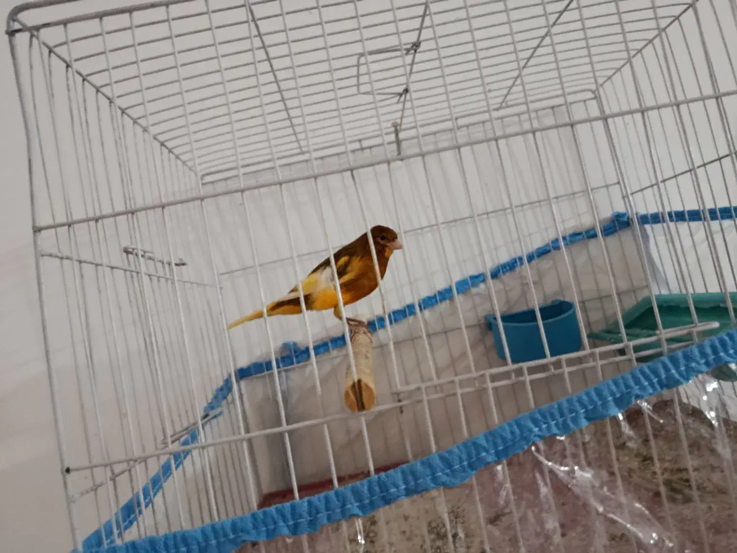 قناری ابلغ پرتقالی|پرنده|شیراز, دشت چنار|دیوار