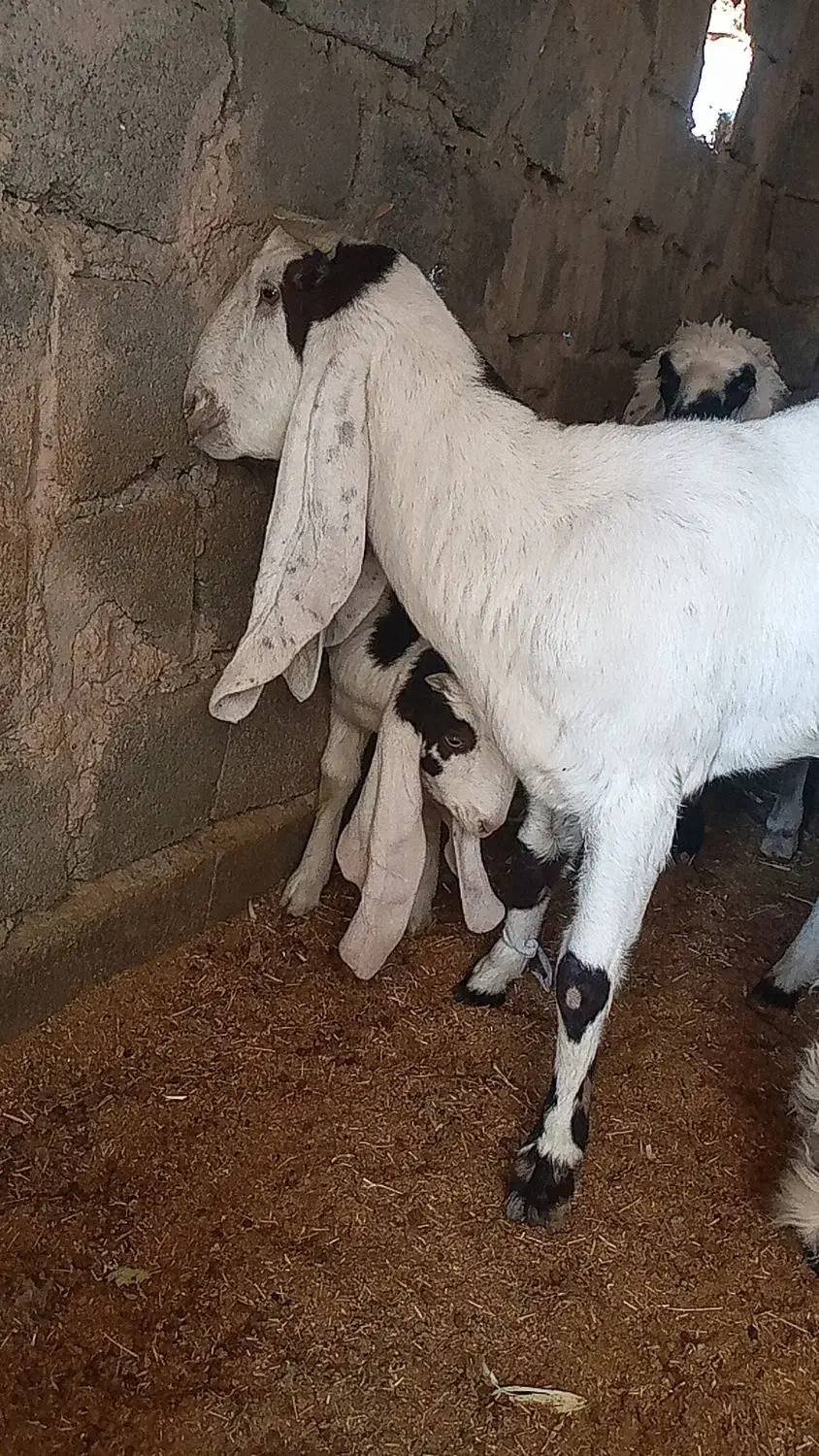 بز مری|حیوانات مزرعه|زاهدان, |دیوار