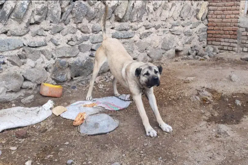 سرابی اصیل|سگ|رشت, حسین آباد|دیوار