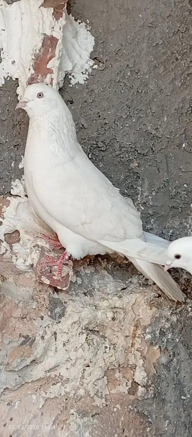 سفیدچشمی|پرنده|بم, |دیوار