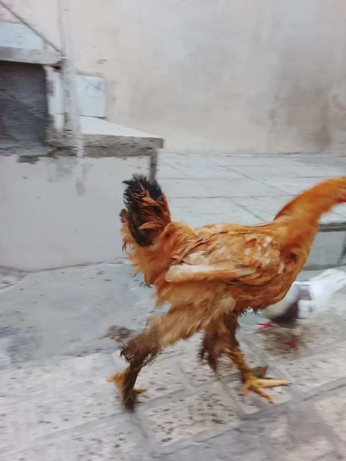 سه تا مرغ پرپا امپراتور|حیوانات مزرعه|مشهد, ایثار|دیوار