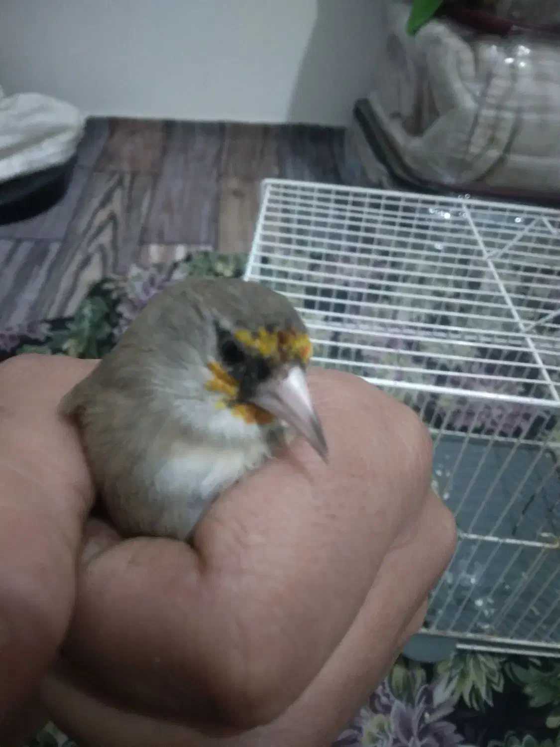 سهره کرمانی نر|پرنده|بجنورد, |دیوار