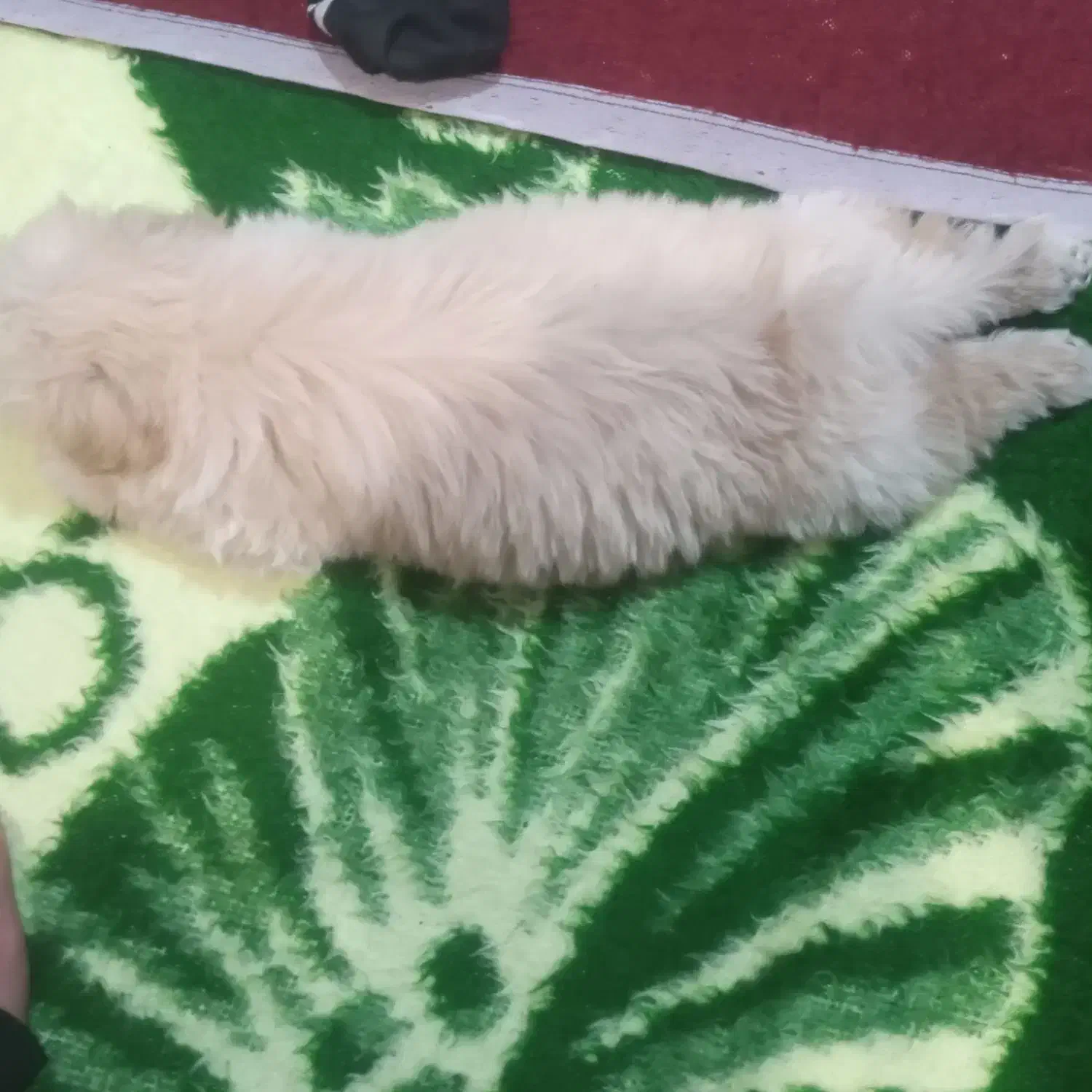 سگ پاکوتا خانگی سیتزو|سگ|مراغه, |دیوار