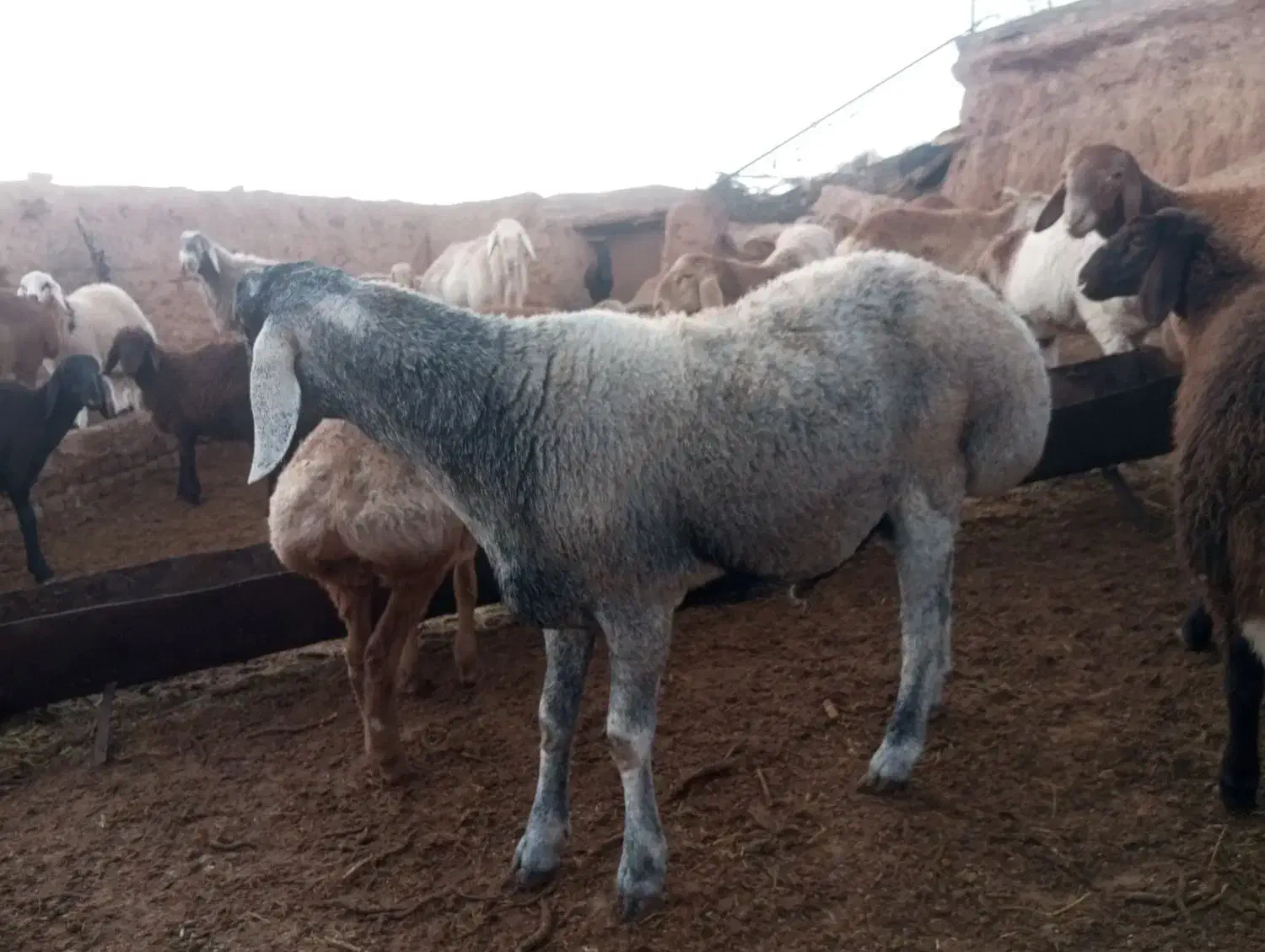 بره چینی|حیوانات مزرعه|تربت جام, جامرود|دیوار