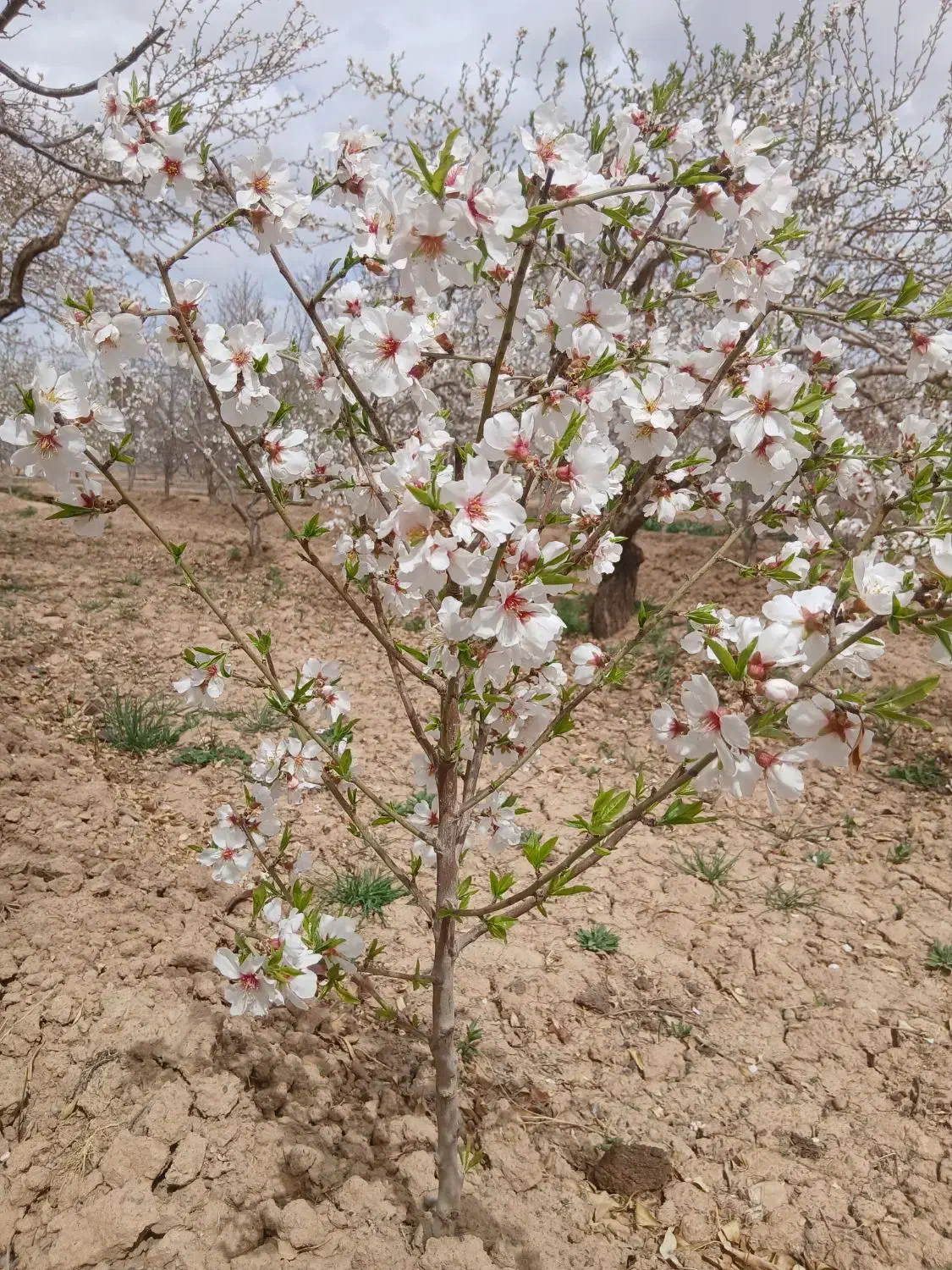 نهال بادام مامایی|خدمات باغبانی و درختکاری|شهرکرد, |دیوار