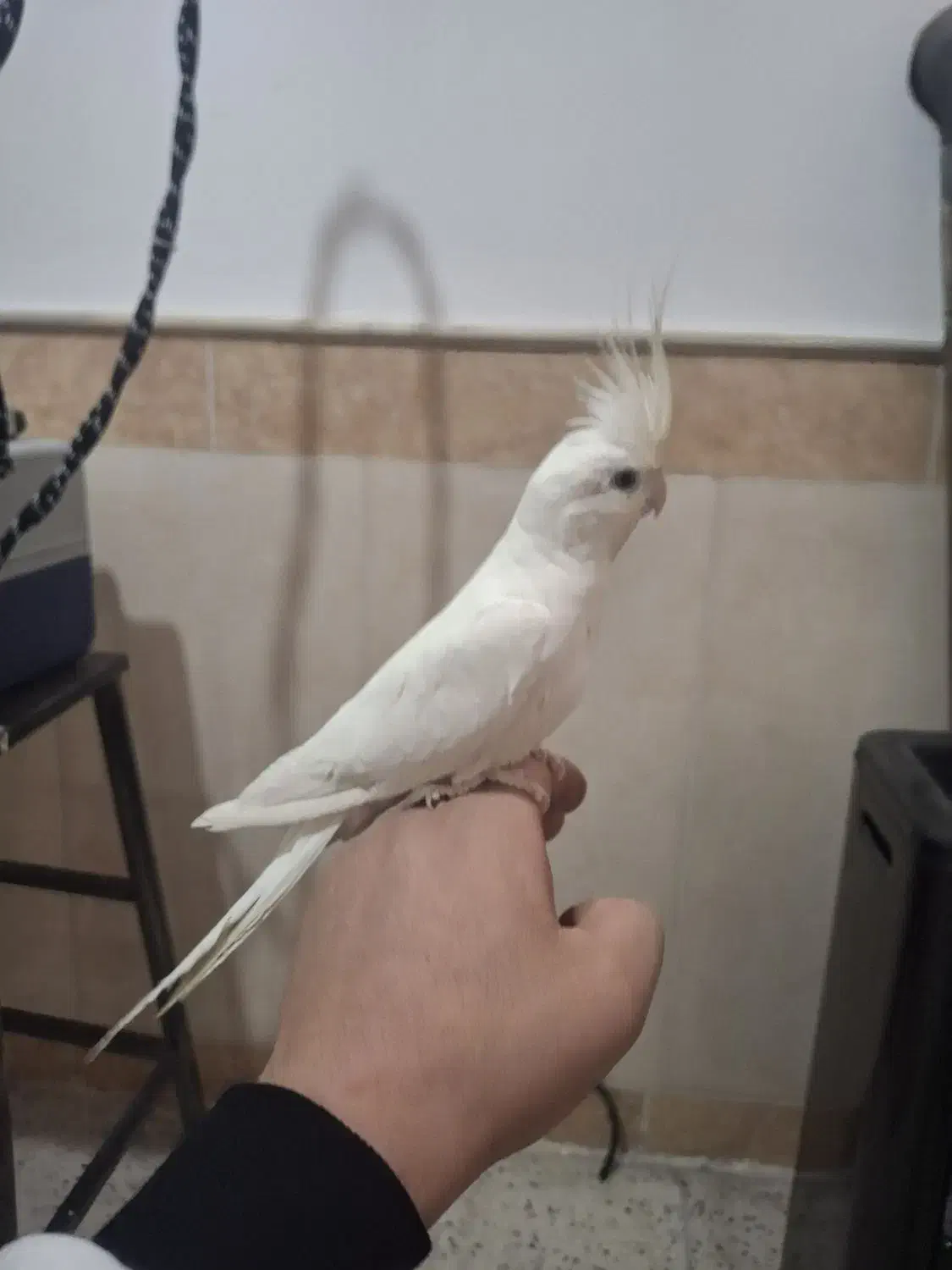 البینو|پرنده|قم, شهر قائم|دیوار