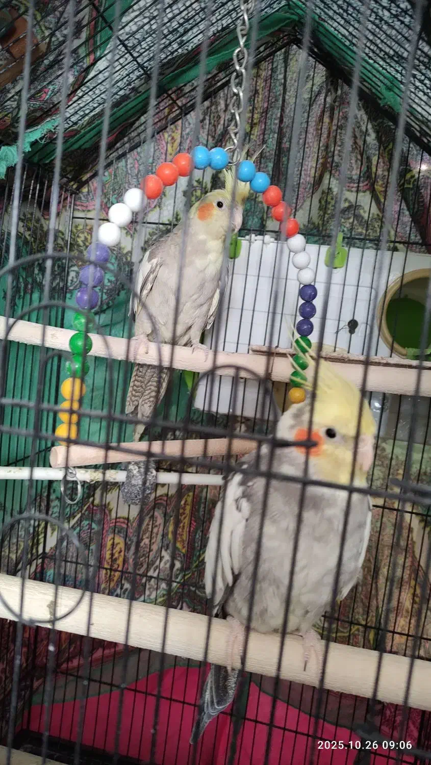 عروس هلندی مولد همراه جوجه|پرنده|ابهر, |دیوار