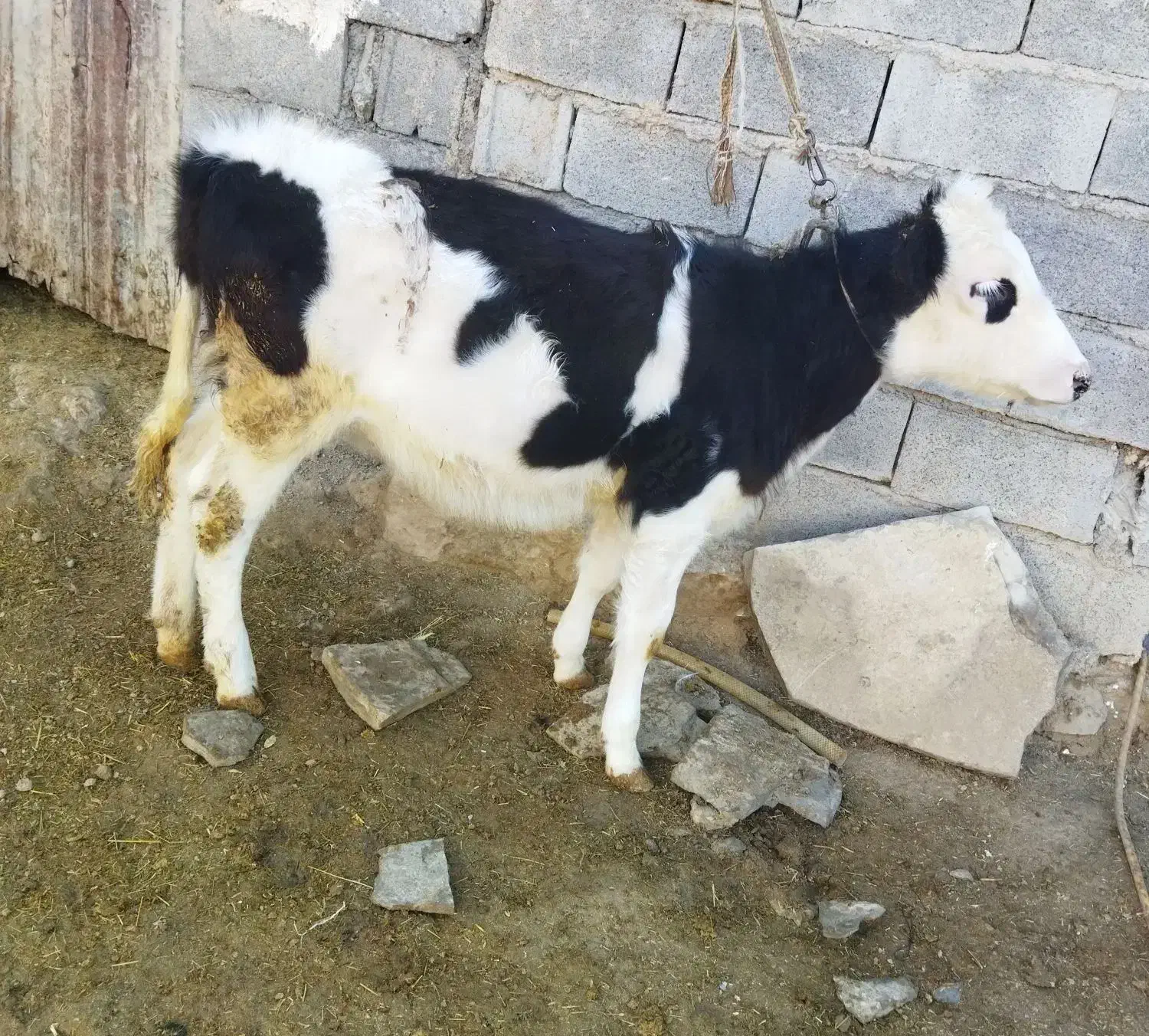 گوساله ماده|حیوانات مزرعه|ماهیدشت, |دیوار