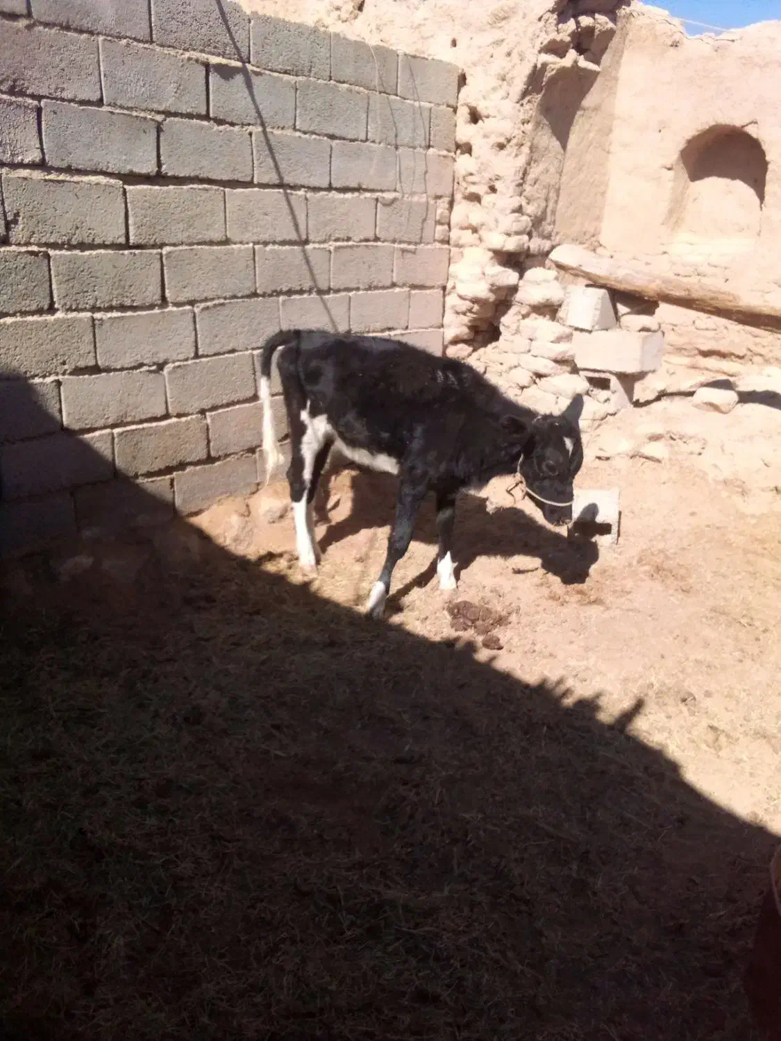 حیوانات|حیوانات مزرعه|سیب و سوران, |دیوار