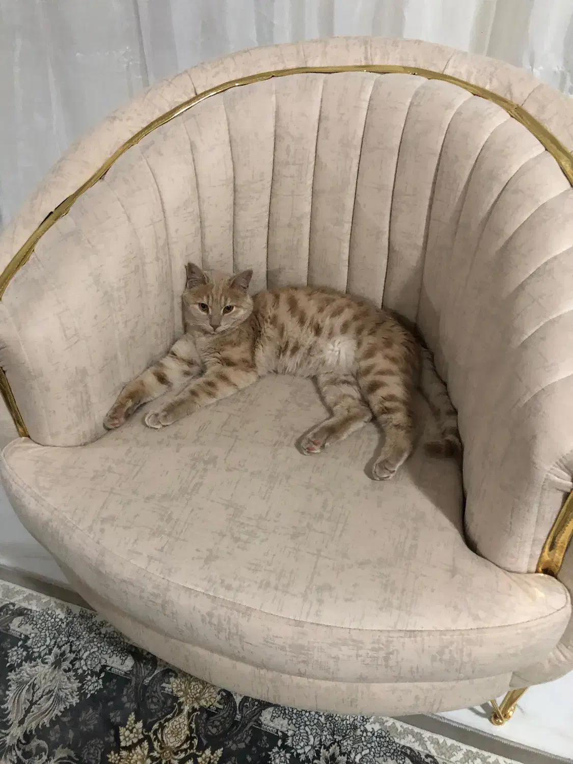 گربه رنگ خاص|گربه|اردبیل, |دیوار