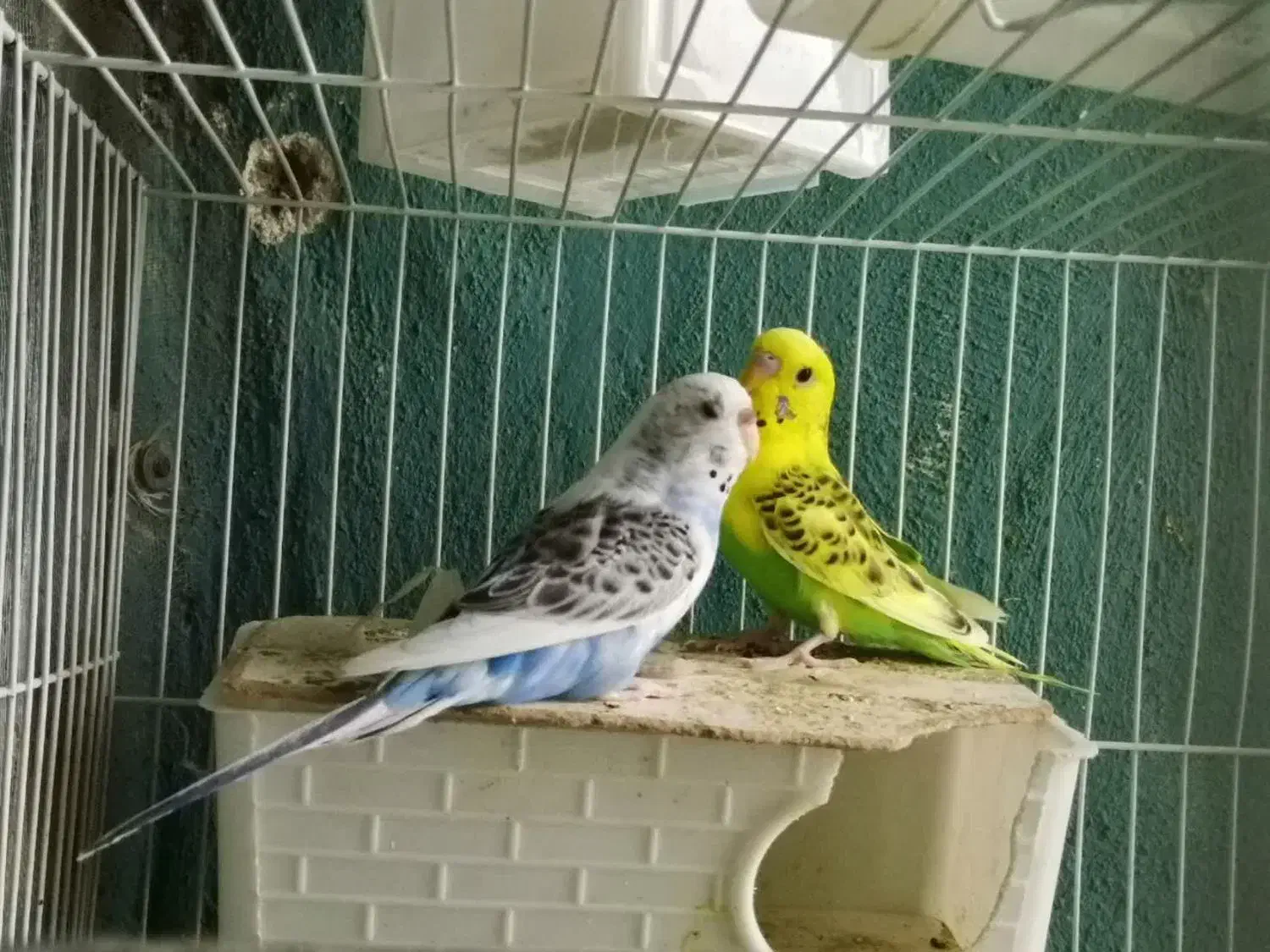 چهار جفت مرغ عشق مولد با تخم|پرنده|مشهد, تربیت (صدف)|دیوار