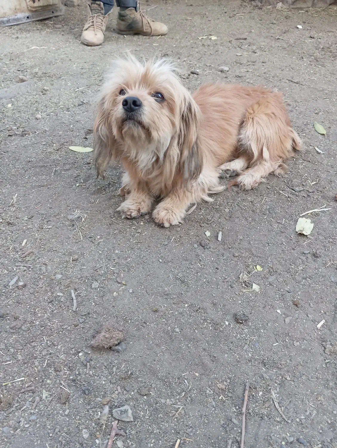 توله پاپی|سگ|زاینده رود, |دیوار