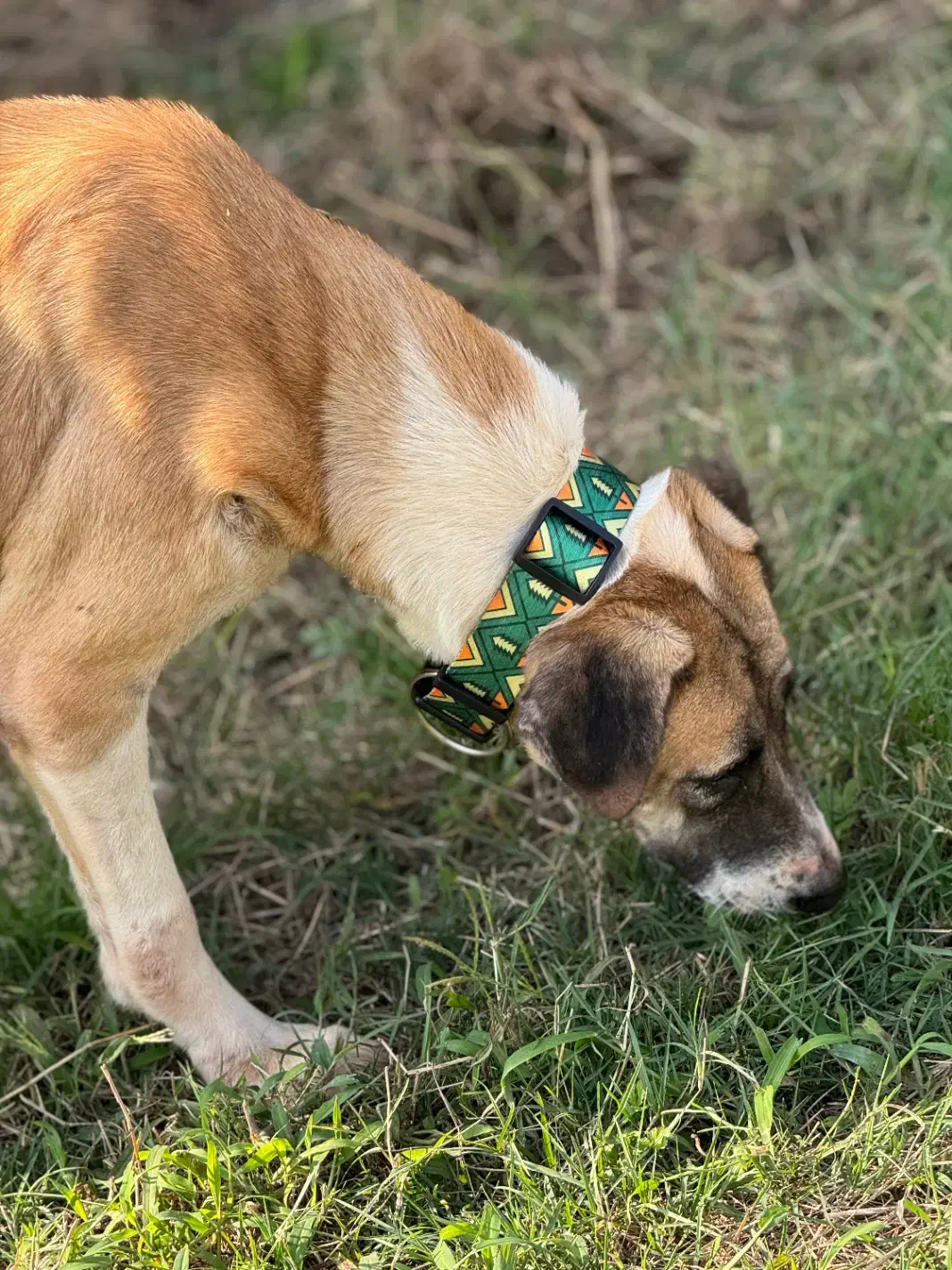 واگذاری رایگان سگ بومی|سگ|رشت, گلسار|دیوار