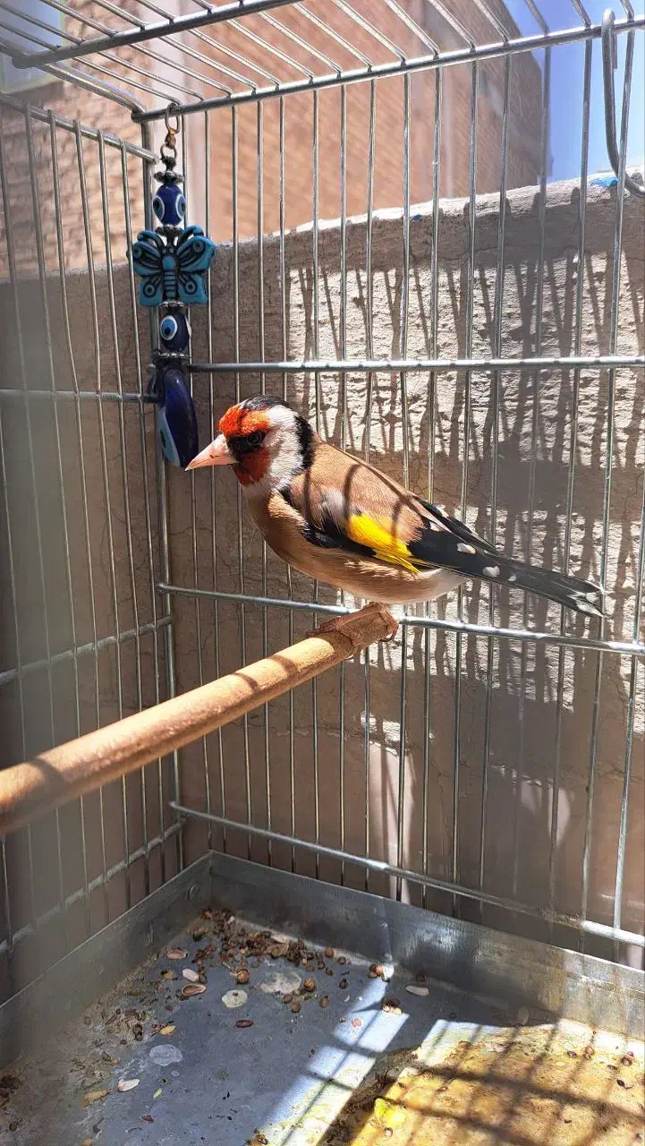 سهره سرحال جوان|پرنده|اسلامشهر, باغ فیض|دیوار