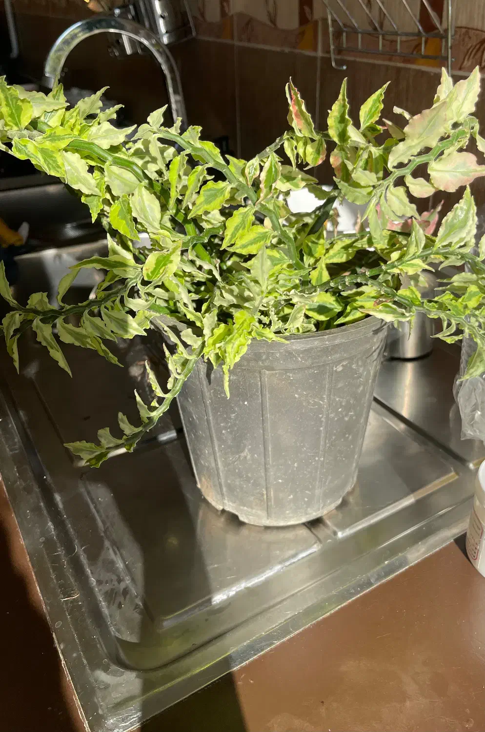 گل پدیلانتوس سالم|گل و گیاه طبیعی|قزوین, |دیوار