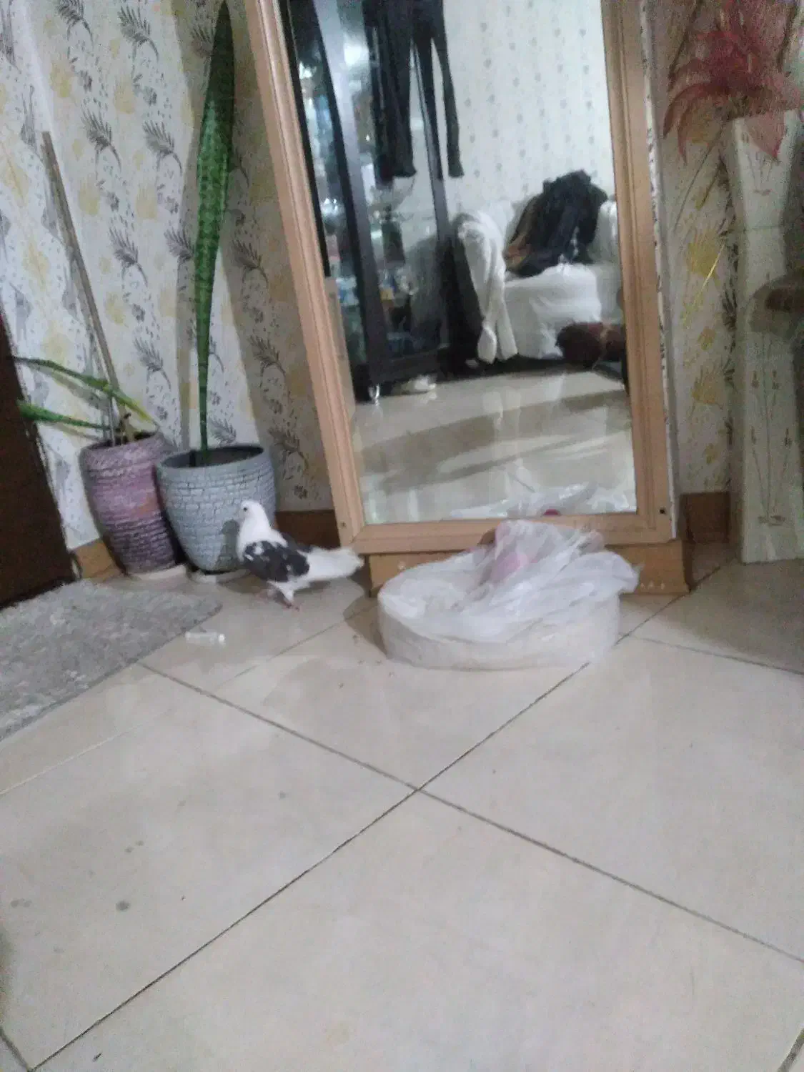 کفتر|پرنده|شیراز, فرهنگ شهر|دیوار