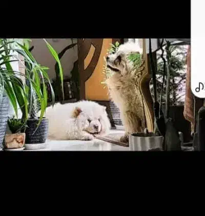 سگ چاو چاو|سگ|مبارکه, |دیوار