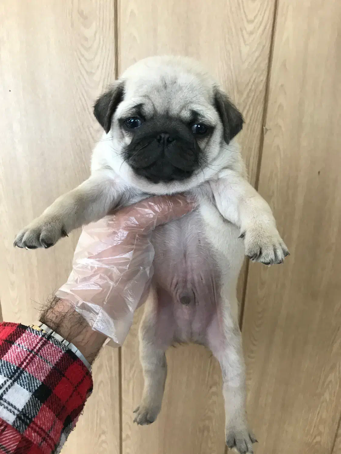 توله سگ پاگ|سگ|تهران, درکه|دیوار