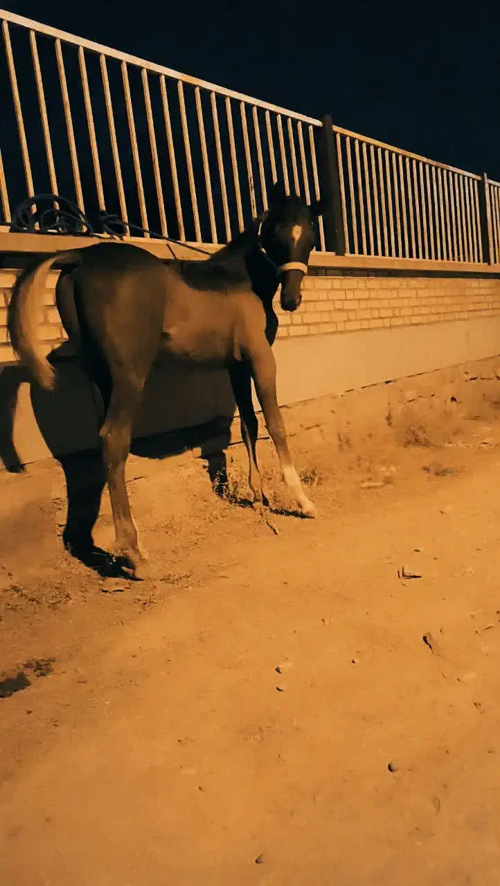 اسب|اسب و تجهیزات اسبسواری|میبد, |دیوار