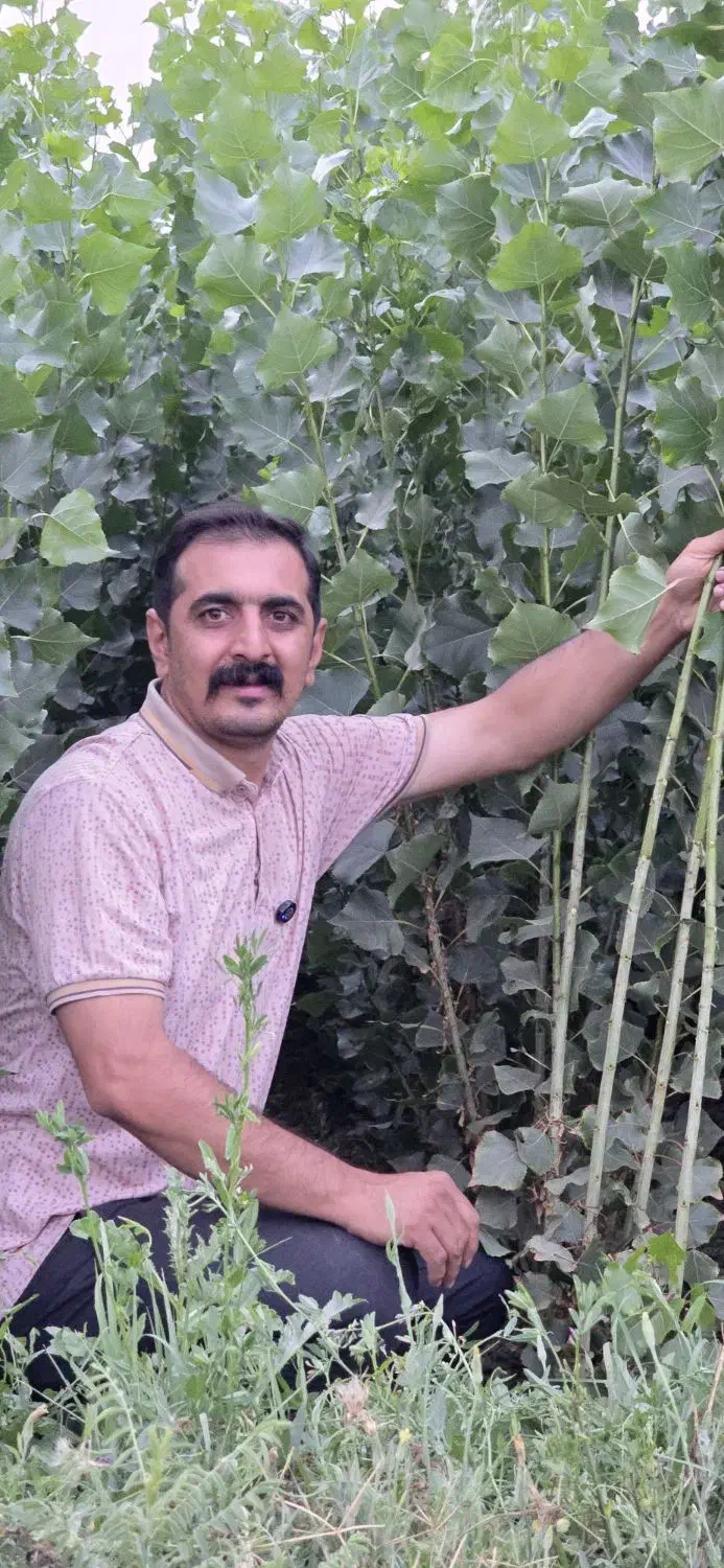 نهال صنوبر سرعت سبز|خدمات باغبانی و درختکاری|پلدختر, |دیوار