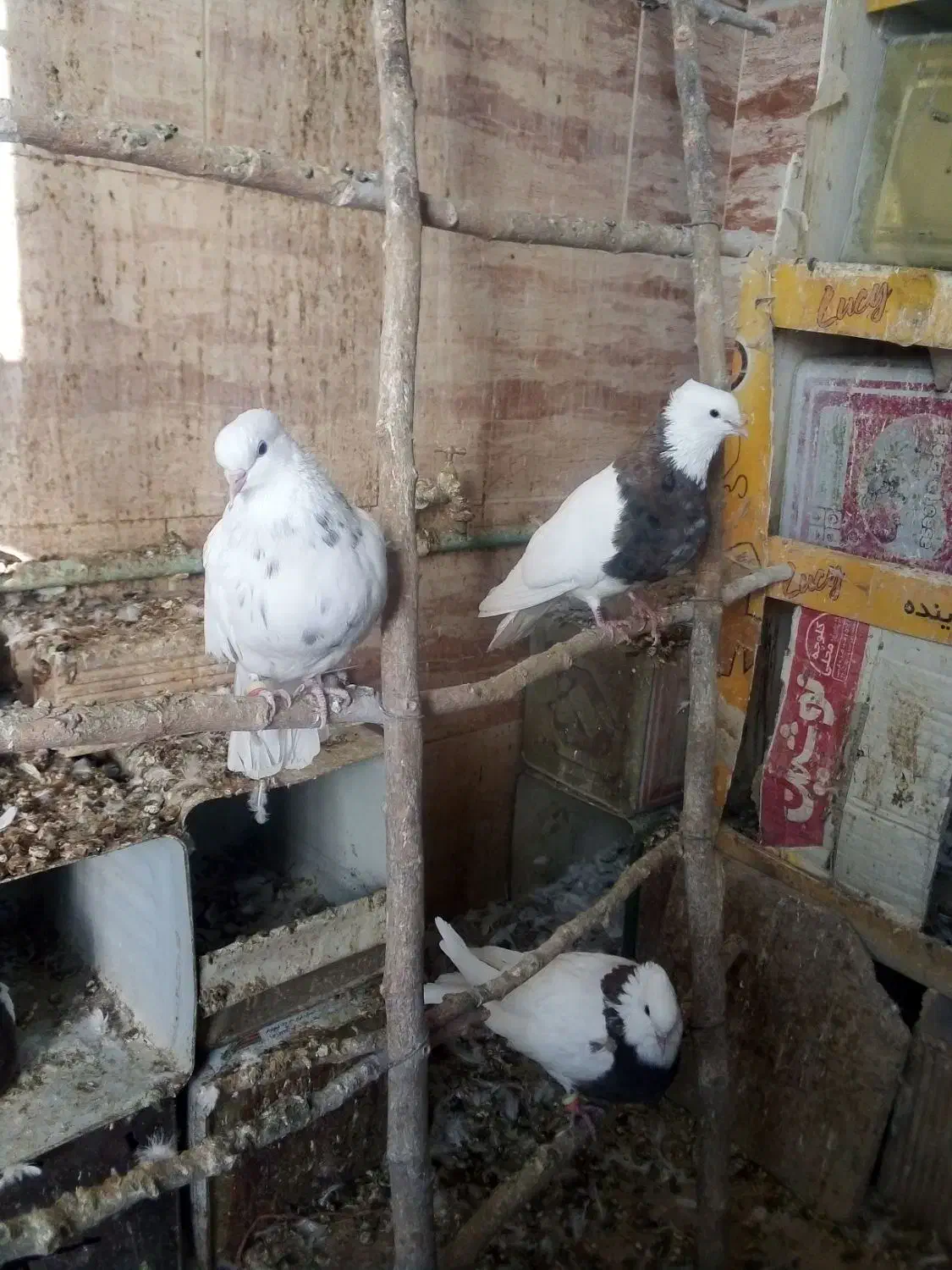 دهاقان ،کبوتر طوقی|پرنده|دهاقان, |دیوار