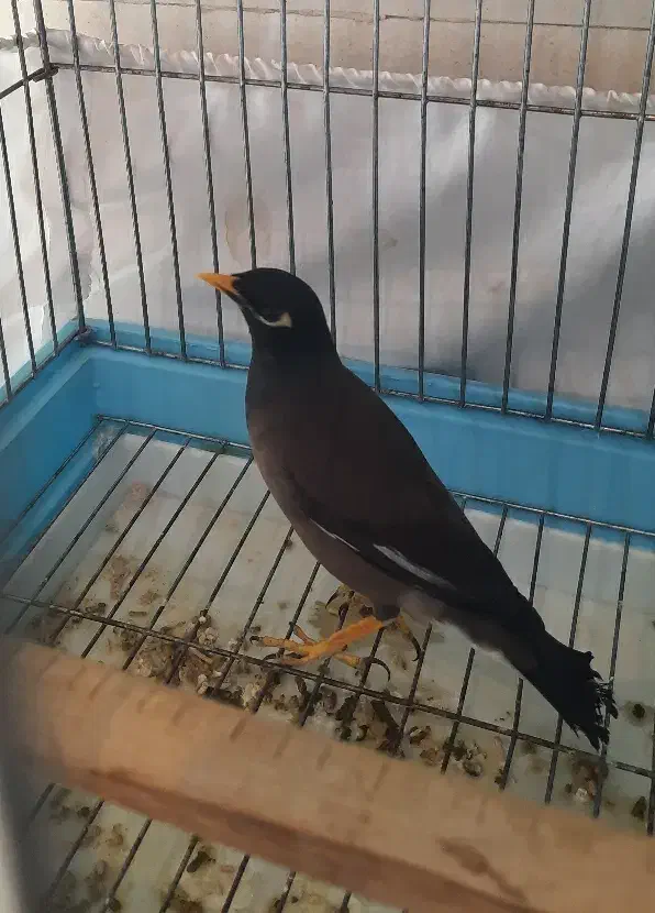 مرغ مینا|پرنده|رباط‌کریم, نصیرشهر|دیوار