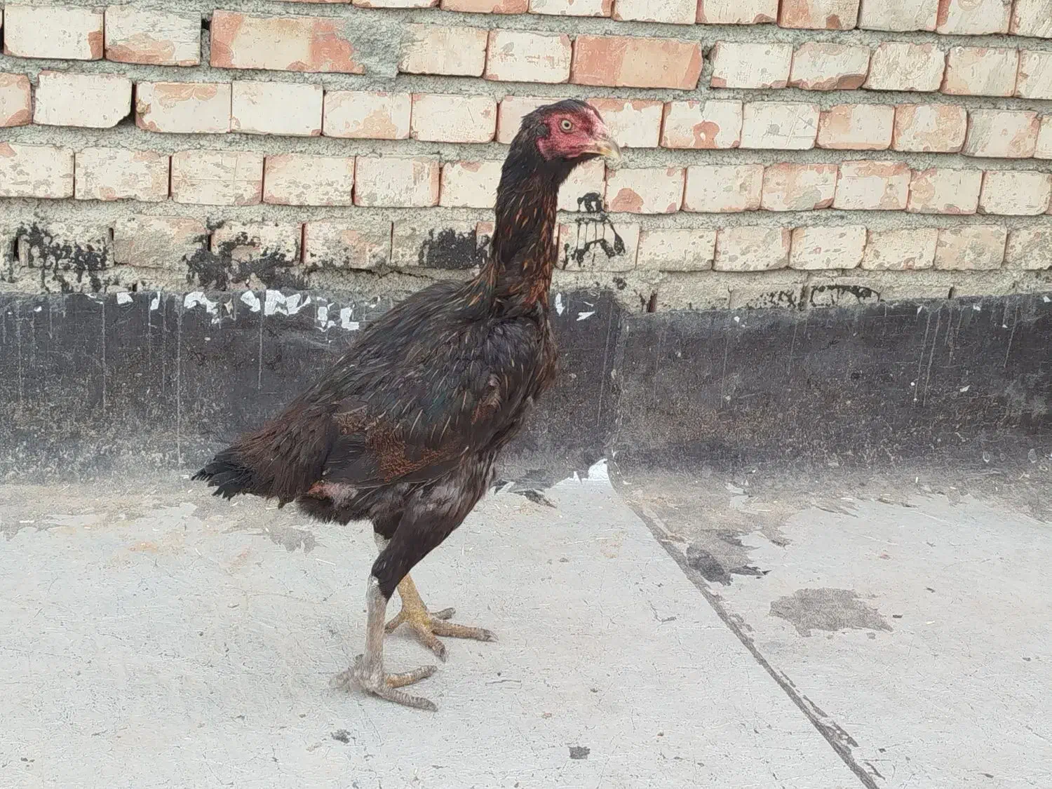 مرغ لاری|حیوانات مزرعه|سقز, |دیوار