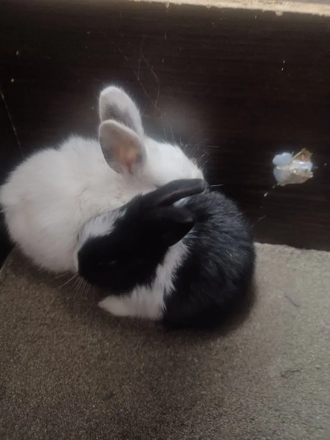 خرگوش باهوش کوچولو|موش و خرگوش|تهران, جیحون|دیوار