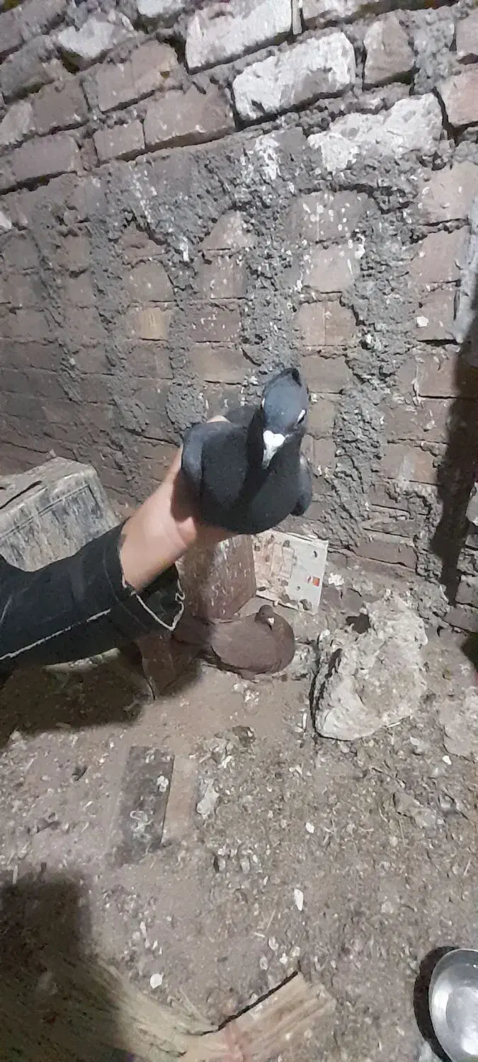 یه جفت کفتر زاغ‌کلاغ‌ خطری|پرنده|زرند, |دیوار