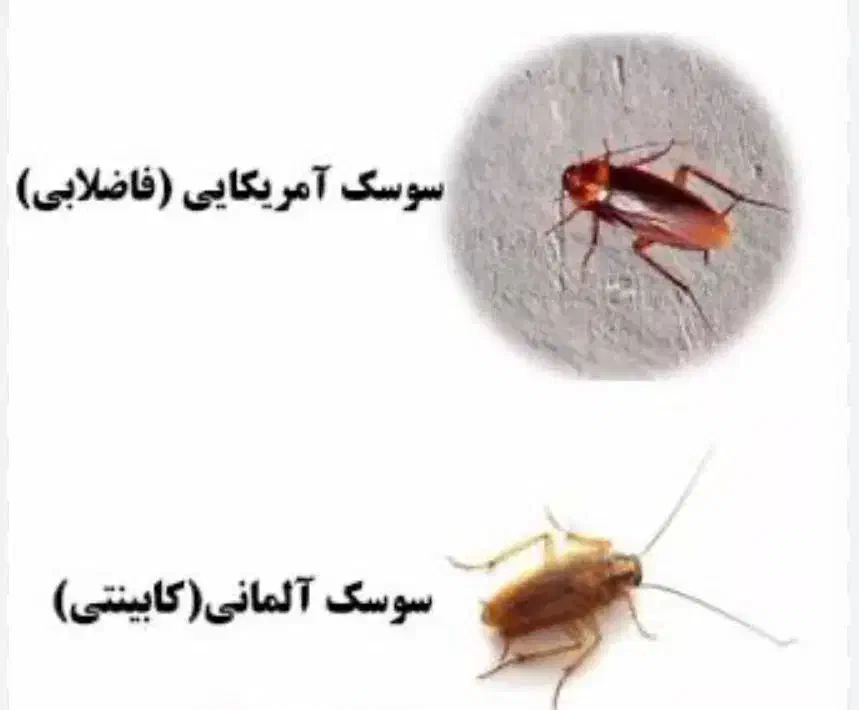 سمپاشی و ضد عفونی|خدمات نظافت|رشت, حاجی آباد|دیوار