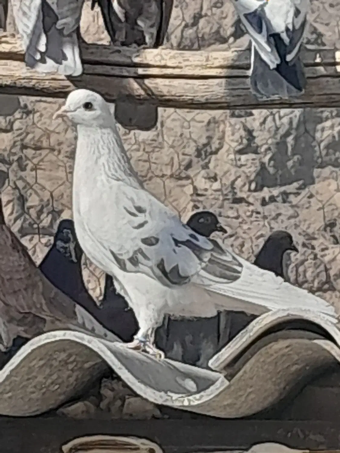 کبوتر پرشی|پرنده|پیر بکران, |دیوار