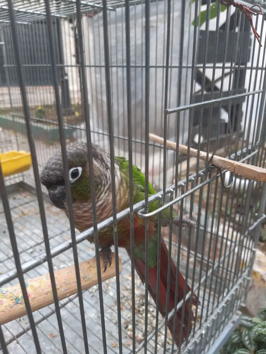 گرینچیک|پرنده|فومن, |دیوار