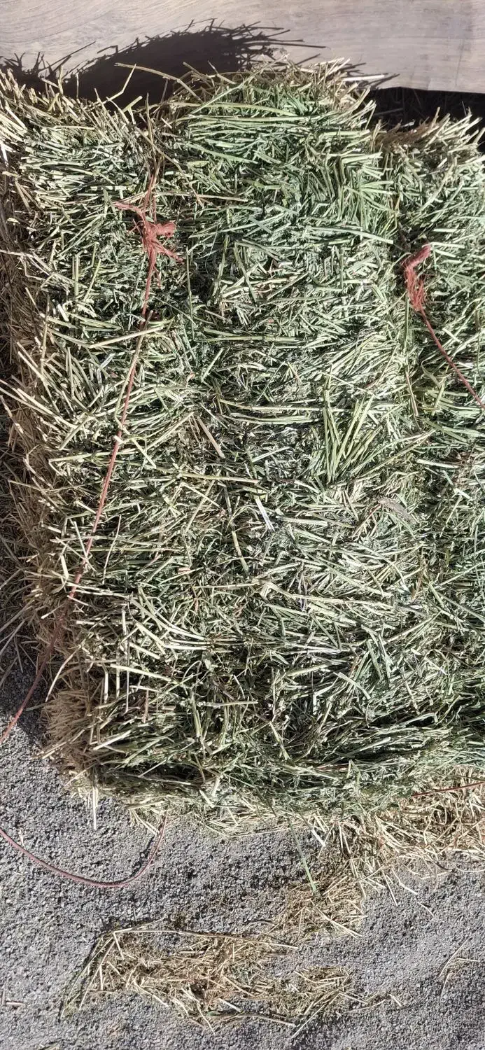 یونجه و جو|لوازم جانبی حیوانات|قلعه نو, |دیوار