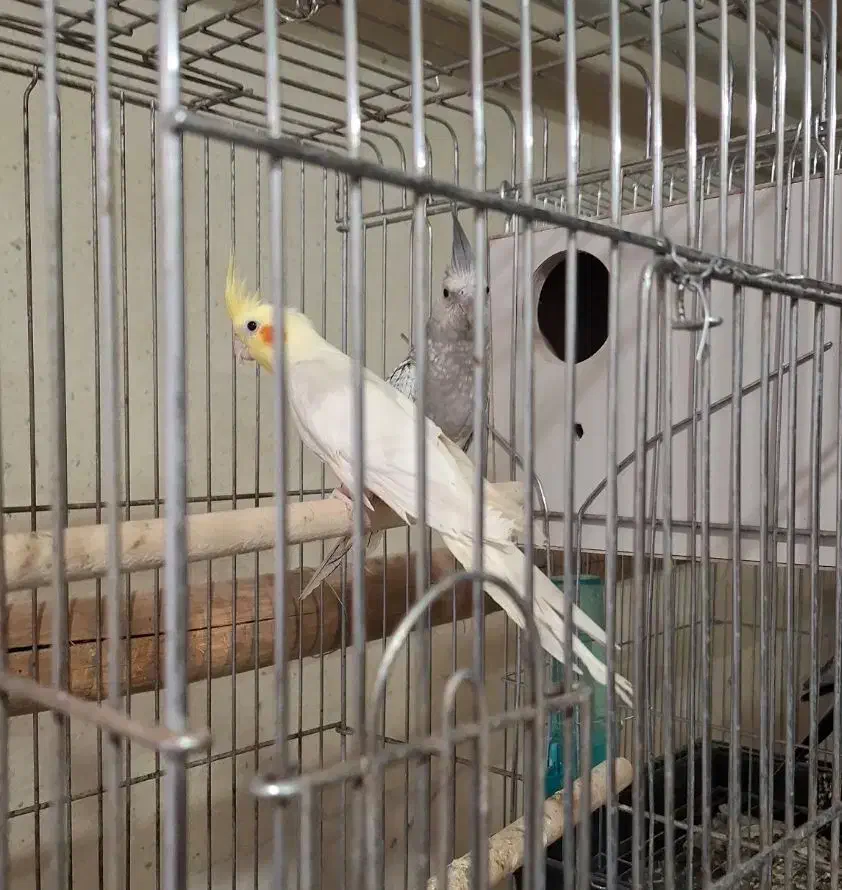 مرغ عروس|پرنده|آران و بیدگل, |دیوار